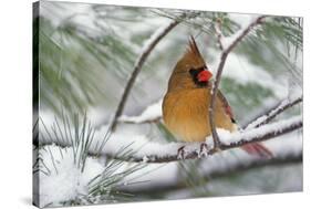 Female Northern Cardinal in snowy pine tree, Cardinalis cardinalis-Adam Jones-Stretched Canvas