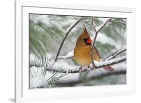 Female Northern Cardinal in snowy pine tree, Cardinalis cardinalis-Adam Jones-Framed Photographic Print