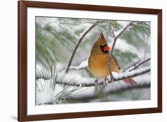 Female Northern Cardinal in snowy pine tree, Cardinalis cardinalis-Adam Jones-Framed Photographic Print