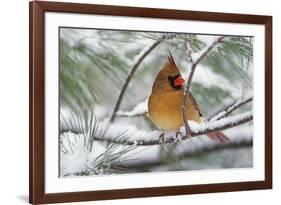 Female Northern Cardinal in snowy pine tree, Cardinalis cardinalis-Adam Jones-Framed Photographic Print