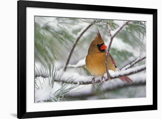 Female Northern Cardinal in snowy pine tree, Cardinalis cardinalis-Adam Jones-Framed Photographic Print