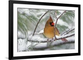 Female Northern Cardinal in snowy pine tree, Cardinalis cardinalis-Adam Jones-Framed Photographic Print