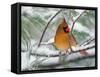 Female Northern Cardinal in Snowy Pine Tree-Adam Jones-Framed Stretched Canvas