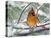 Female Northern Cardinal in Snowy Pine Tree-Adam Jones-Stretched Canvas