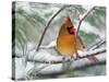 Female Northern Cardinal in Snowy Pine Tree-Adam Jones-Stretched Canvas