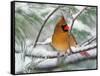 Female Northern Cardinal in Snowy Pine Tree-Adam Jones-Framed Stretched Canvas