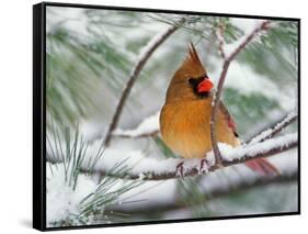 Female Northern Cardinal in Snowy Pine Tree-Adam Jones-Framed Stretched Canvas