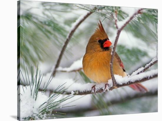 Female Northern Cardinal in Snowy Pine Tree-Adam Jones-Stretched Canvas