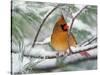 Female Northern Cardinal in Snowy Pine Tree-Adam Jones-Stretched Canvas