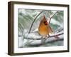 Female Northern Cardinal in Snowy Pine Tree-Adam Jones-Framed Premium Photographic Print