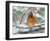 Female Northern Cardinal in Snowy Pine Tree-Adam Jones-Framed Premium Photographic Print