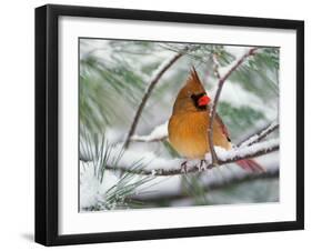 Female Northern Cardinal in Snowy Pine Tree-Adam Jones-Framed Premium Photographic Print