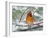 Female Northern Cardinal in Snowy Pine Tree-Adam Jones-Framed Premium Photographic Print