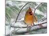 Female Northern Cardinal in Snowy Pine Tree-Adam Jones-Mounted Photographic Print