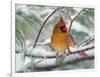 Female Northern Cardinal in Snowy Pine Tree-Adam Jones-Framed Photographic Print