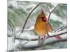 Female Northern Cardinal in Snowy Pine Tree-Adam Jones-Mounted Photographic Print