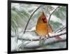 Female Northern Cardinal in Snowy Pine Tree-Adam Jones-Framed Photographic Print