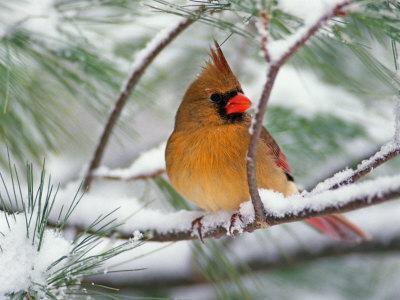 https://imgc.allpostersimages.com/img/posters/female-northern-cardinal-in-snowy-pine-tree_u-L-PXPNUL0.jpg?artPerspective=n