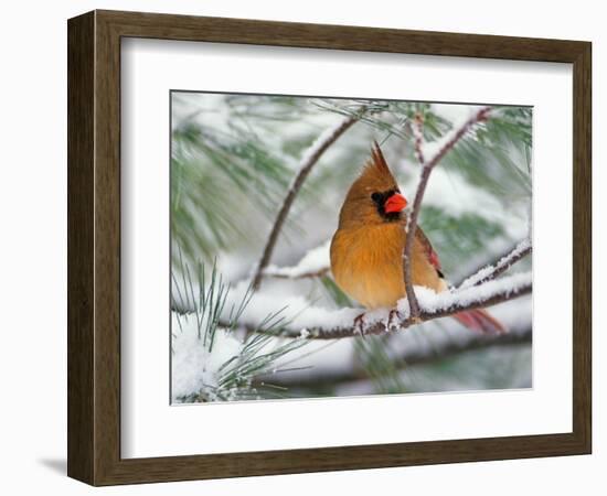 Female Northern Cardinal in Snowy Pine Tree-Adam Jones-Framed Photographic Print