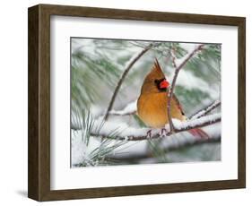 Female Northern Cardinal in Snowy Pine Tree-Adam Jones-Framed Photographic Print