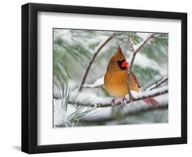 Female Northern Cardinal in Snowy Pine Tree-Adam Jones-Framed Photographic Print