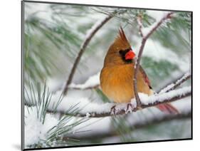 Female Northern Cardinal in Snowy Pine Tree-Adam Jones-Mounted Photographic Print