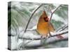 Female Northern Cardinal in Snowy Pine Tree-Adam Jones-Stretched Canvas