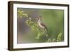 Female Northern Cardinal. Rio Grande Valley, Texas-Adam Jones-Framed Photographic Print