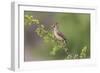 Female Northern Cardinal. Rio Grande Valley, Texas-Adam Jones-Framed Photographic Print