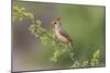 Female Northern Cardinal. Rio Grande Valley, Texas-Adam Jones-Mounted Photographic Print