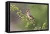 Female Northern Cardinal. Rio Grande Valley, Texas-Adam Jones-Framed Stretched Canvas