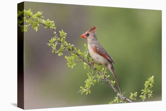 Female Northern Cardinal. Rio Grande Valley, Texas-Adam Jones-Stretched Canvas