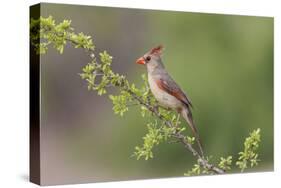 Female Northern Cardinal. Rio Grande Valley, Texas-Adam Jones-Stretched Canvas