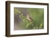 Female Northern Cardinal. Rio Grande Valley, Texas-Adam Jones-Framed Photographic Print