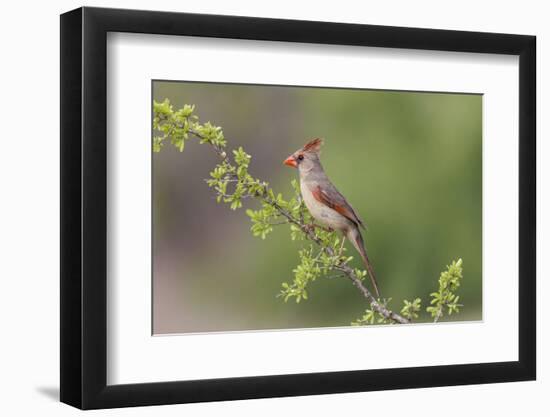 Female Northern Cardinal. Rio Grande Valley, Texas-Adam Jones-Framed Photographic Print