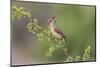 Female Northern Cardinal. Rio Grande Valley, Texas-Adam Jones-Mounted Photographic Print