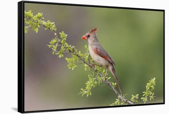 Female Northern Cardinal. Rio Grande Valley, Texas-Adam Jones-Framed Stretched Canvas