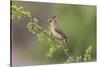 Female Northern Cardinal. Rio Grande Valley, Texas-Adam Jones-Stretched Canvas