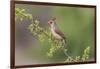 Female Northern Cardinal. Rio Grande Valley, Texas-Adam Jones-Framed Photographic Print