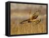 Female Northern Harrier (Circus Cyaneus) in Flight While Hunting, Farmington Bay, Utah, USA-James Hager-Framed Stretched Canvas