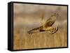 Female Northern Harrier (Circus Cyaneus) in Flight While Hunting, Farmington Bay, Utah, USA-James Hager-Framed Stretched Canvas