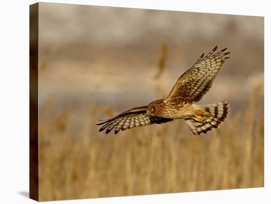 Female Northern Harrier (Circus Cyaneus) in Flight While Hunting, Farmington Bay, Utah, USA-James Hager-Stretched Canvas
