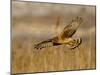 Female Northern Harrier (Circus Cyaneus) in Flight While Hunting, Farmington Bay, Utah, USA-James Hager-Mounted Photographic Print