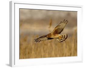 Female Northern Harrier (Circus Cyaneus) in Flight While Hunting, Farmington Bay, Utah, USA-James Hager-Framed Photographic Print