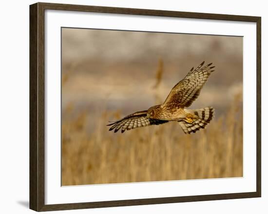 Female Northern Harrier (Circus Cyaneus) in Flight While Hunting, Farmington Bay, Utah, USA-James Hager-Framed Photographic Print