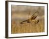 Female Northern Harrier (Circus Cyaneus) in Flight While Hunting, Farmington Bay, Utah, USA-James Hager-Framed Photographic Print