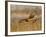 Female Northern Harrier (Circus Cyaneus) in Flight While Hunting, Farmington Bay, Utah, USA-James Hager-Framed Photographic Print