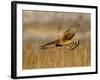 Female Northern Harrier (Circus Cyaneus) in Flight While Hunting, Farmington Bay, Utah, USA-James Hager-Framed Photographic Print