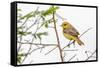 Female Northern oriole, Icterus galbula, Baltimore oriole, South Padre Island, Texas-Adam Jones-Framed Stretched Canvas