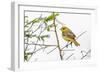 Female Northern oriole, Icterus galbula, Baltimore oriole, South Padre Island, Texas-Adam Jones-Framed Photographic Print